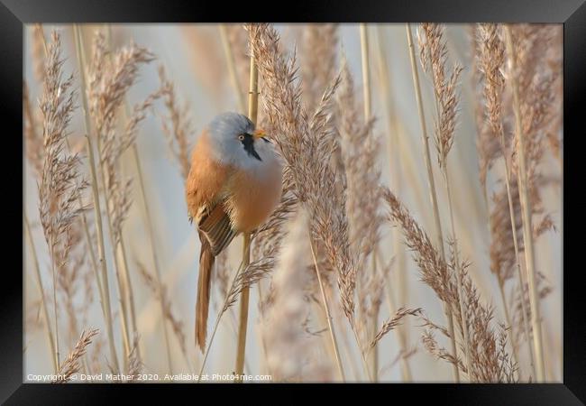 Bearded Tit in reedbed Framed Print by David Mather