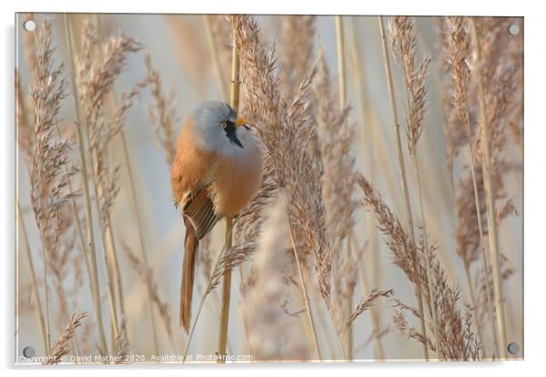 Bearded Tit in reedbed Acrylic by David Mather
