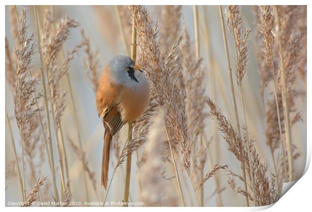 Bearded Tit in reedbed Print by David Mather