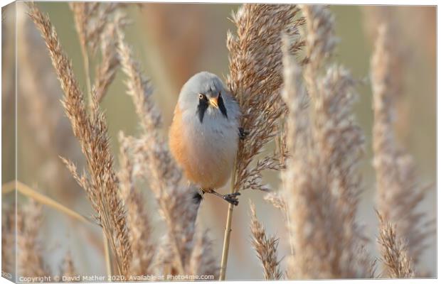 Bearded Tit Canvas Print by David Mather