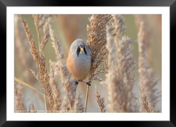 Bearded Tit Framed Mounted Print by David Mather