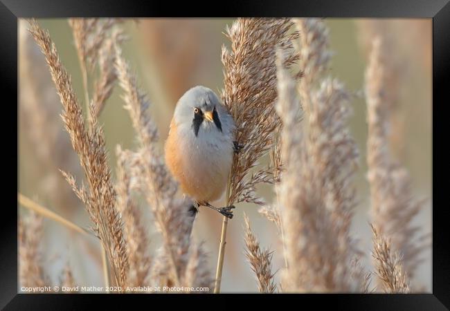 Bearded Tit Framed Print by David Mather