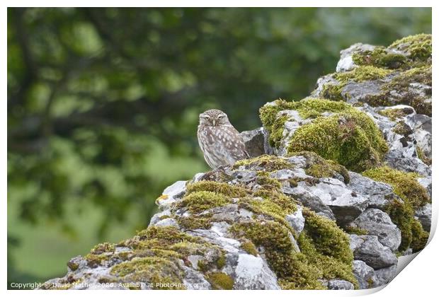 Little Owl Print by David Mather