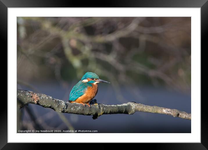Kingfisher in winter sunshine Framed Mounted Print by Joy Newbould