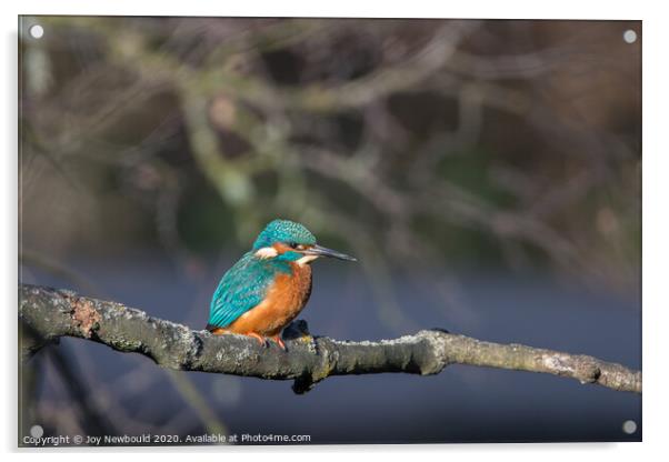 Kingfisher in winter sunshine Acrylic by Joy Newbould
