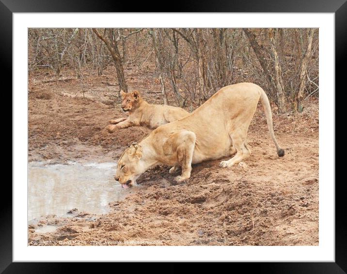 Even lions need to drink Framed Mounted Print by David Mather