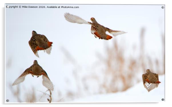 Partridge Flight Acrylic by Mike Dawson
