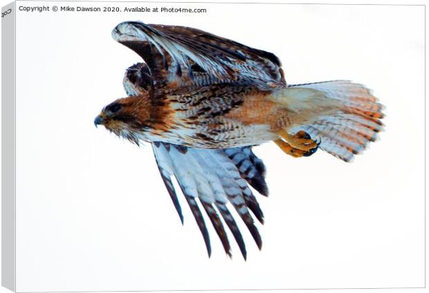 Red-Tailed Hawk Winter Flight Canvas Print by Mike Dawson
