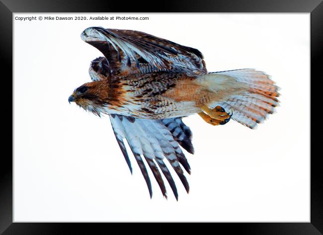 Red-Tailed Hawk Winter Flight Framed Print by Mike Dawson