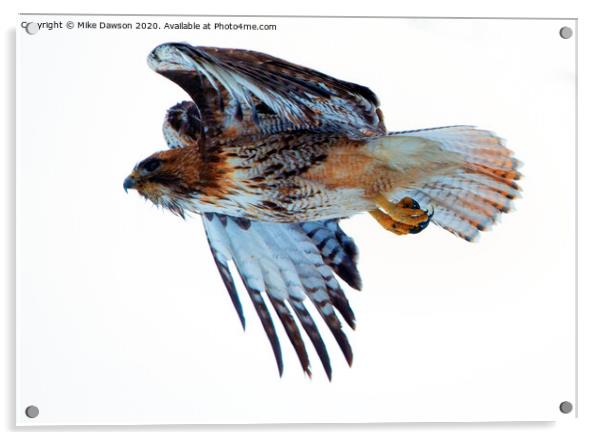 Red-Tailed Hawk Winter Flight Acrylic by Mike Dawson