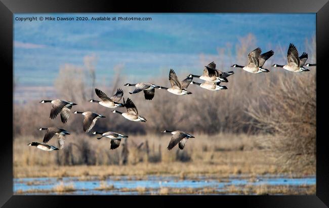 Canada  Geese Flock Framed Print by Mike Dawson