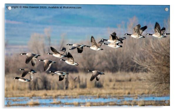 Canada  Geese Flock Acrylic by Mike Dawson