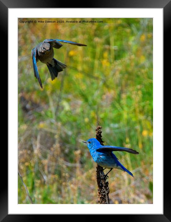 Mountain Bluebird Pair Framed Mounted Print by Mike Dawson