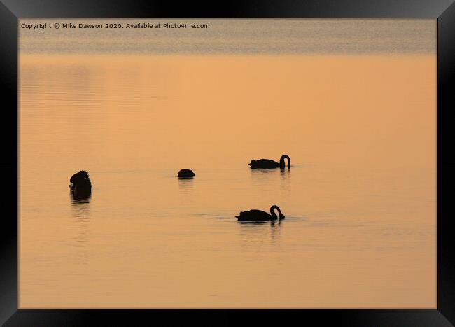 Black Swan Dawn Framed Print by Mike Dawson