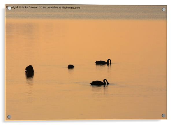 Black Swan Dawn Acrylic by Mike Dawson