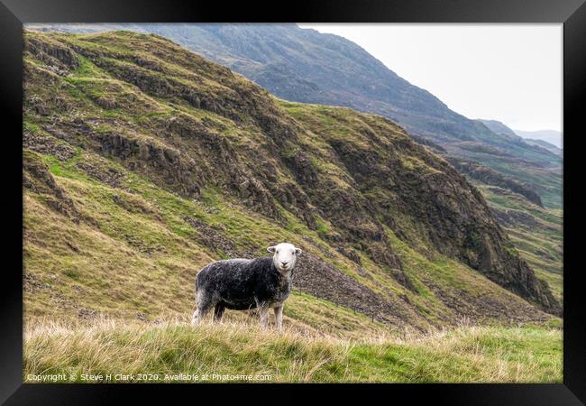 The Herdwick Sheep - Lake District Framed Print by Steve H Clark