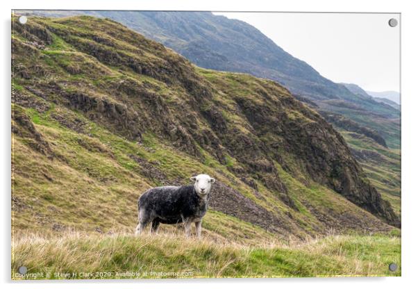 The Herdwick Sheep - Lake District Acrylic by Steve H Clark