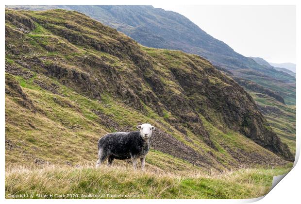 The Herdwick Sheep - Lake District Print by Steve H Clark