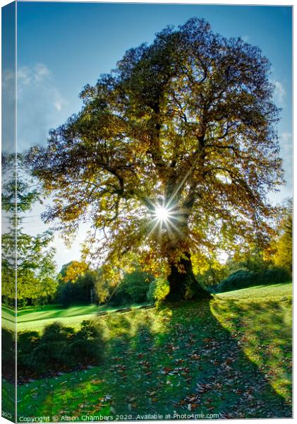 Starburst Autumn Tree Cannon Hall Canvas Print by Alison Chambers