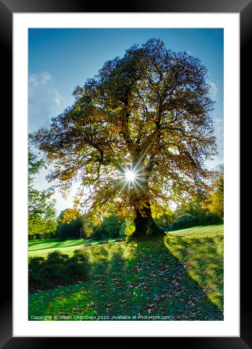 Starburst Autumn Tree Cannon Hall Framed Mounted Print by Alison Chambers