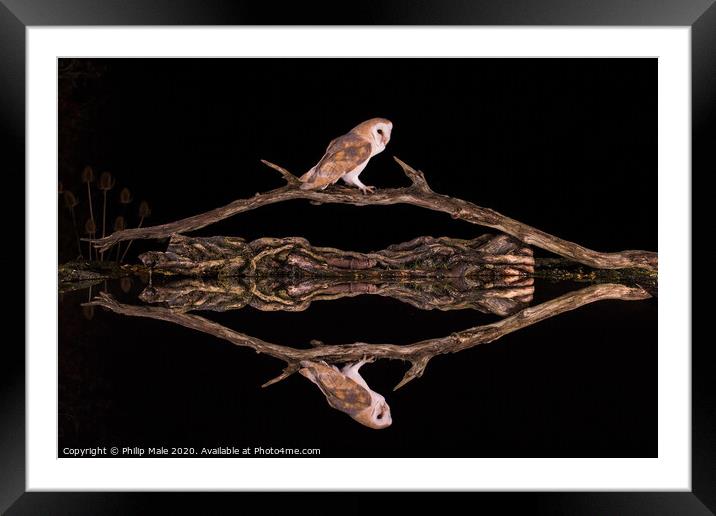 Night visitor Framed Mounted Print by Philip Male