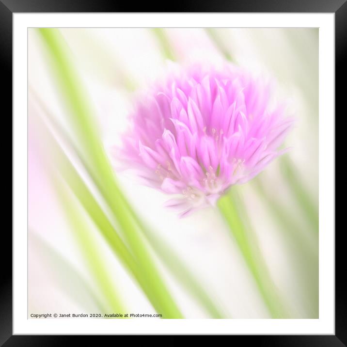 Chives Framed Mounted Print by Janet Burdon