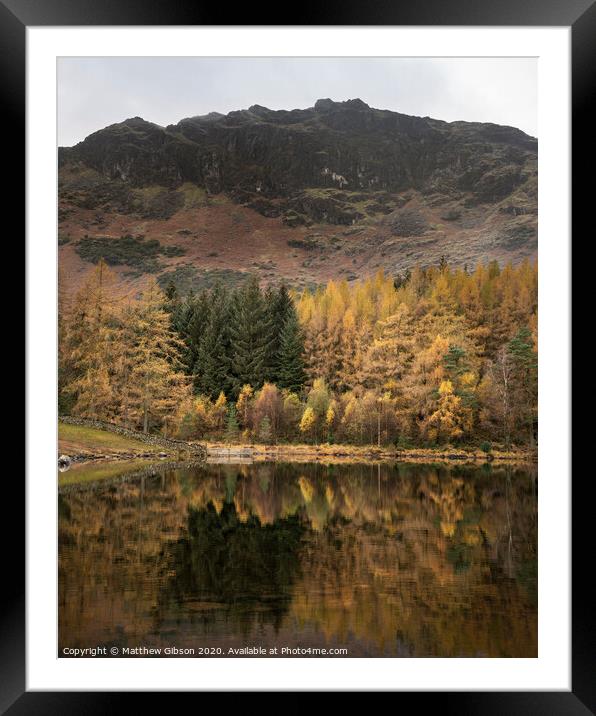 Beautiful colorful vibrant Autumn Fall landscape image of Blea Tarn with golden colors reflected in lake Framed Mounted Print by Matthew Gibson