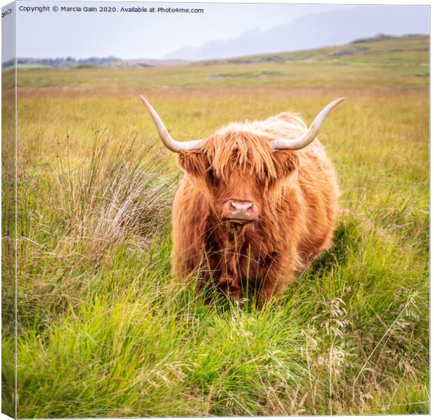 Highland Cow Canvas Print by Marcia Reay