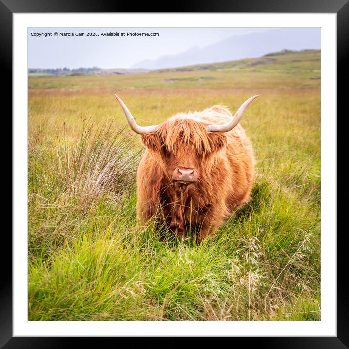 Highland Cow Framed Mounted Print by Marcia Reay