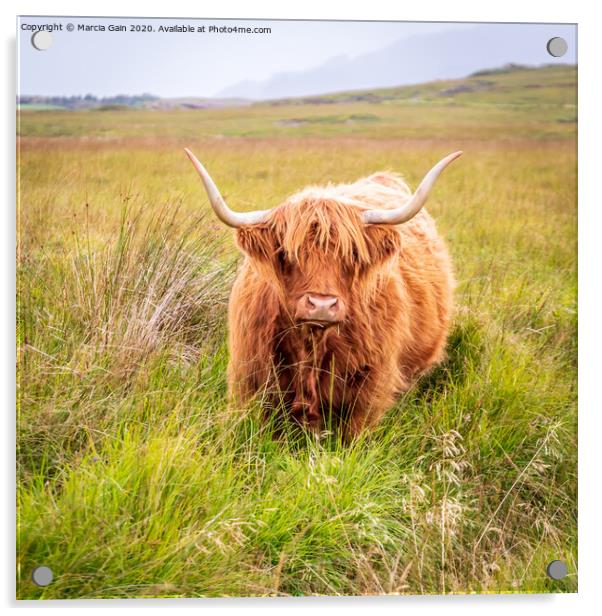 Highland Cow Acrylic by Marcia Reay