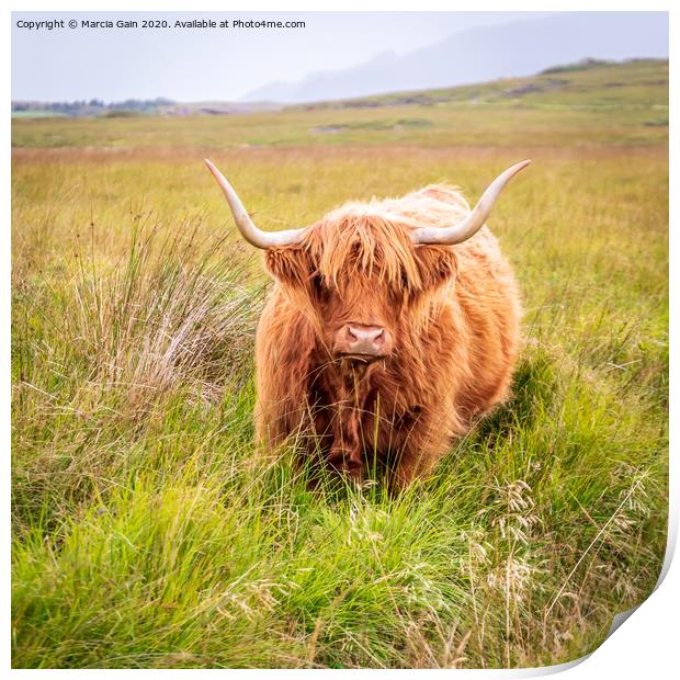 Highland Cow Print by Marcia Reay