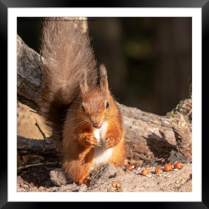 A squirrel standing on a branch Framed Mounted Print by Marcia Reay