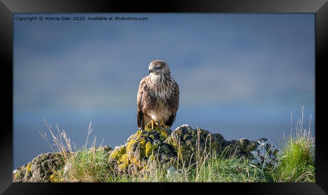 Buzzard from Mull Framed Print by Marcia Reay