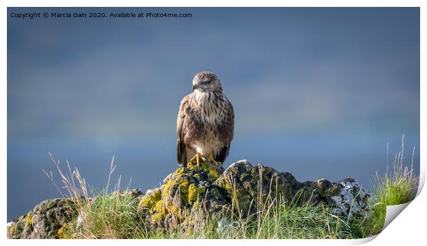 Buzzard from Mull Print by Marcia Reay