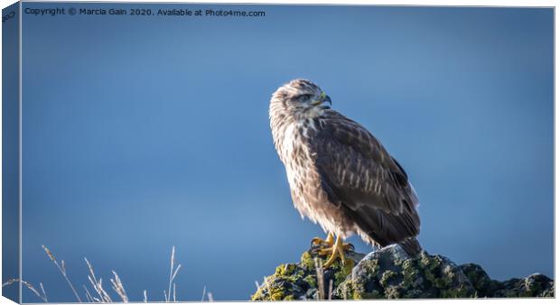Buzzard from Mull Canvas Print by Marcia Reay