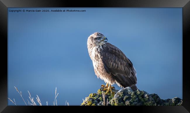 Buzzard from Mull Framed Print by Marcia Reay