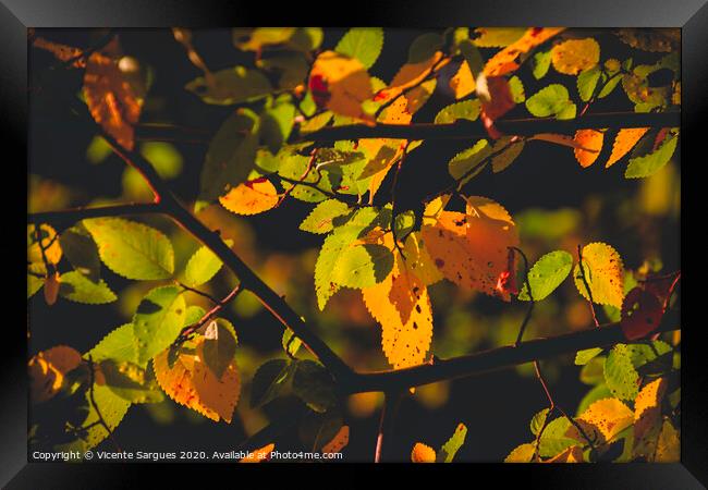 Lights on the leaves Framed Print by Vicente Sargues