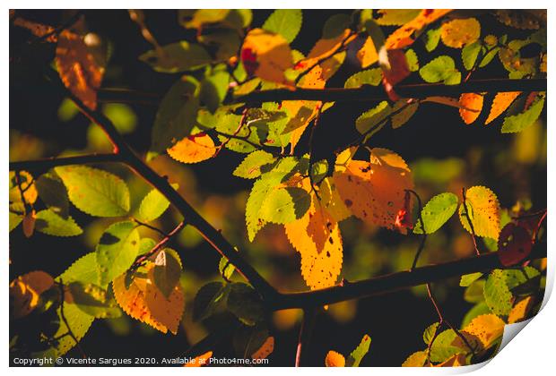Lights on the leaves Print by Vicente Sargues