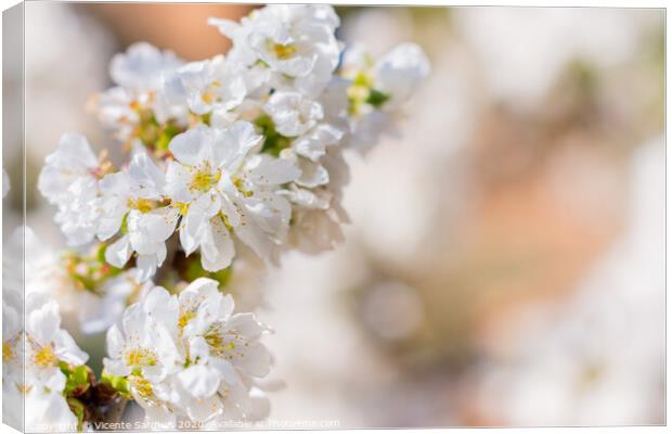 White flowers of fruit tree Canvas Print by Vicente Sargues