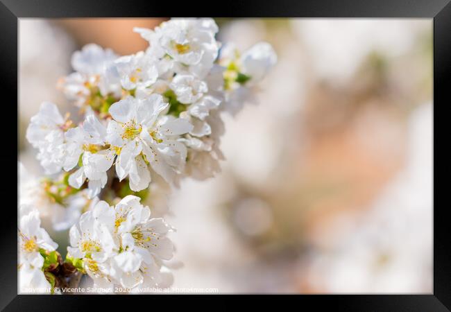 White flowers of fruit tree Framed Print by Vicente Sargues