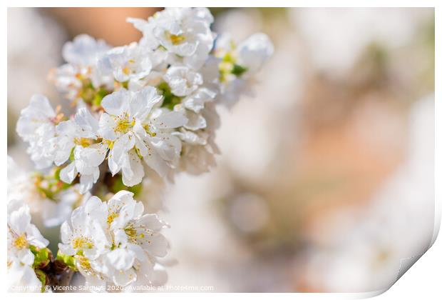White flowers of fruit tree Print by Vicente Sargues