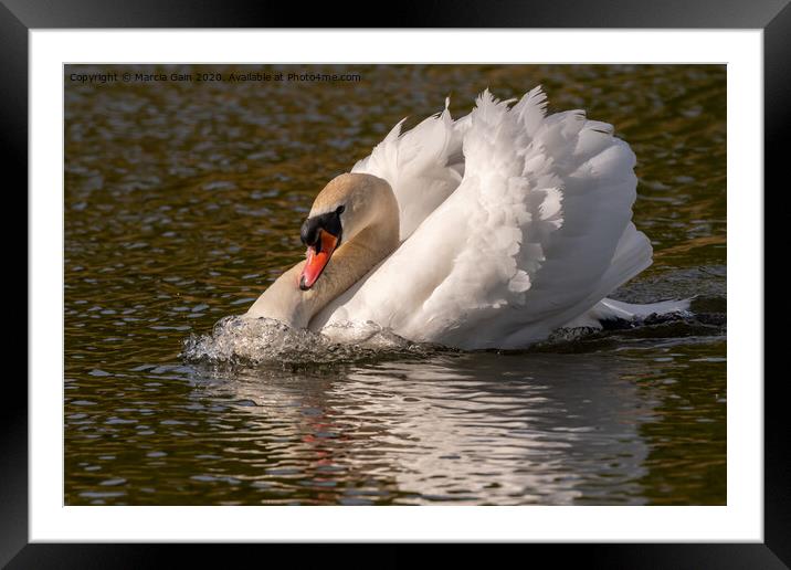 Swan Framed Mounted Print by Marcia Reay