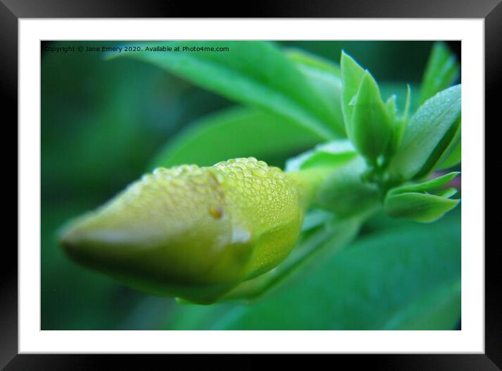 Abstract The Bud Framed Mounted Print by Jane Emery