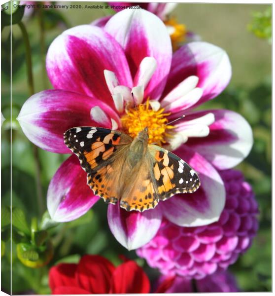 Dahlia and Butterfly, Painted Lady Canvas Print by Jane Emery