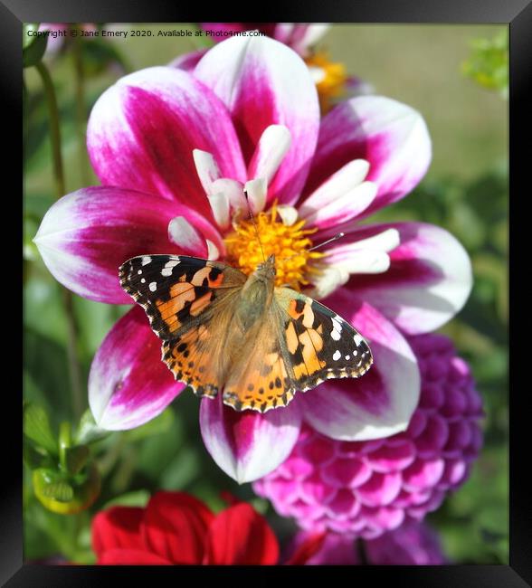 Dahlia and Butterfly, Painted Lady Framed Print by Jane Emery