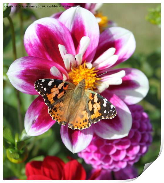 Dahlia and Butterfly, Painted Lady Print by Jane Emery