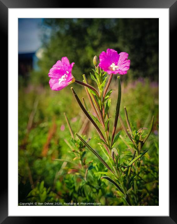 A pair of pink flowers in a wildflower meadow in O Framed Mounted Print by Ben Delves