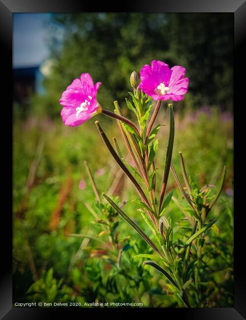 A pair of pink flowers in a wildflower meadow in O Framed Print by Ben Delves