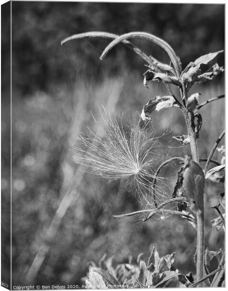 A dandelion seed clock caught on a plant in black  Canvas Print by Ben Delves