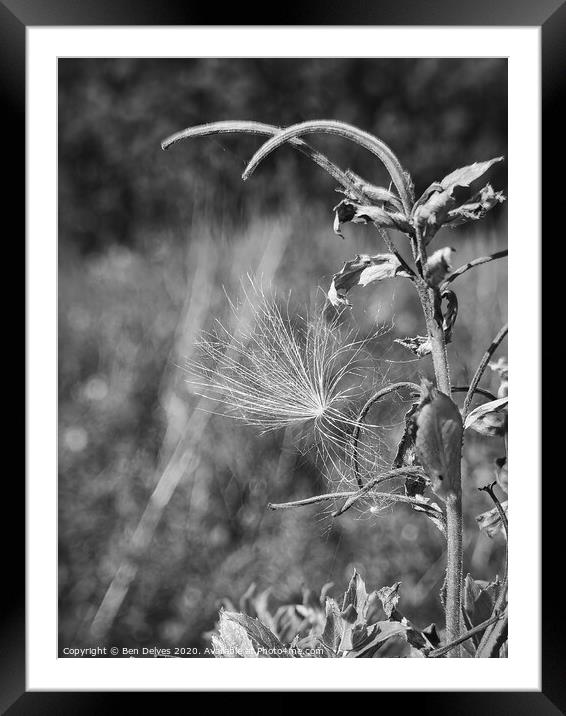A dandelion seed clock caught on a plant in black  Framed Mounted Print by Ben Delves